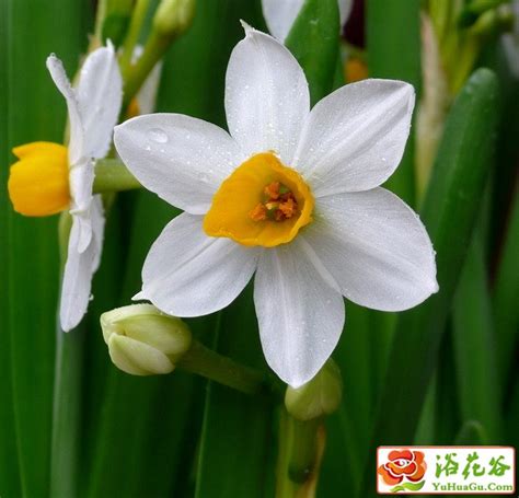 水仙花的花语以及文化背景：敬意、自恋_中国