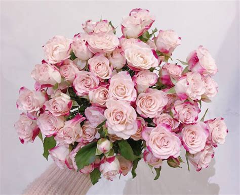 玫瑰的品种名称,玫瑰花所有品种及图片,高档玫瑰品种大全(第3页)_大山谷图库