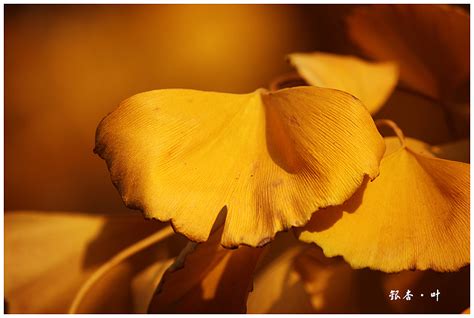 南京，秋天的银杏叶~|摄影|风光摄影|诶呀 - 原创作品 - 站酷 (ZCOOL)
