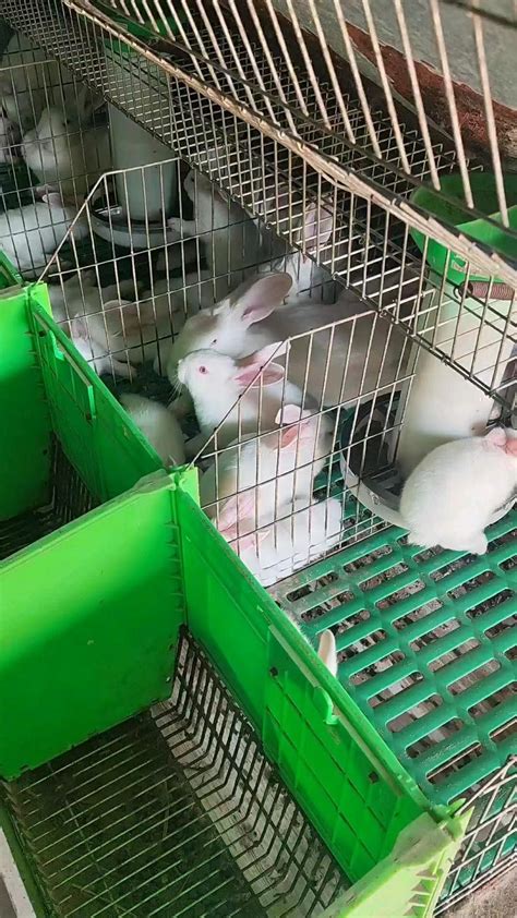 定西哪里有獭兔种兔养殖基地_肉兔养殖场_百成种兔养殖场