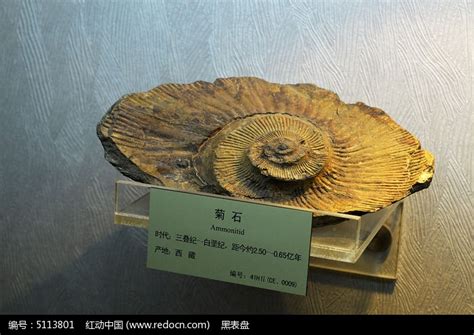 菊石图片