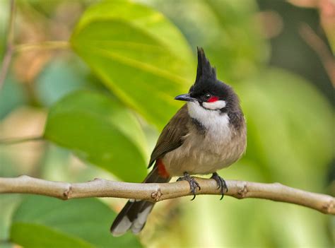 观鸟入门｜城市常见鸟类50种（江苏常州篇）2021版 - 常州野鸟会