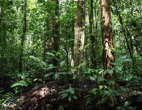 简述：亚马逊热带雨林在历史上的重要作用有哪些？