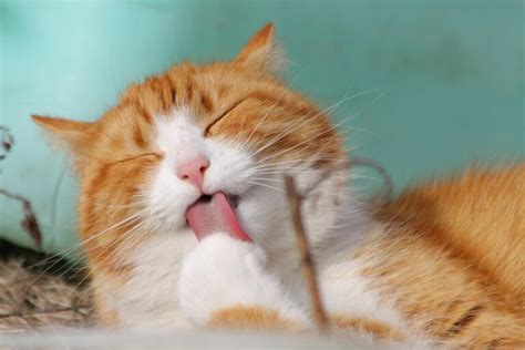 成年猫咪睡姿解读-成猫喂养-瑞鹏宠物医院