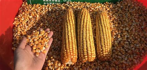 曲靖宣威 5个新审定玉米良种测产亩产均突破吨粮大关-行业综述-行业资讯-面粉信息网