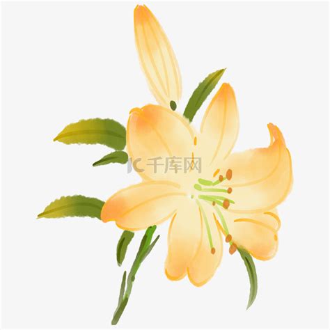 美丽的黄色百合花在园中有选择焦高清图片下载-正版图片506433449-摄图网