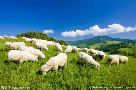 草原上的羊群摄影图__家禽家畜_生物世界_摄影图库_昵图网nipic.com