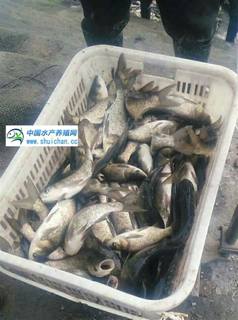广东生生农业集团：打造论条卖的品牌草鱼_鱼类专题（淡水鱼专题）_水产养殖网