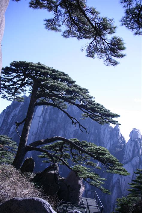 城市里的松树为什么不结松子？ | 中国国家地理网