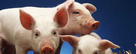 我国研究出黑猪新品种，能和进口品种媲美，吃起来更香 - 猪好多网