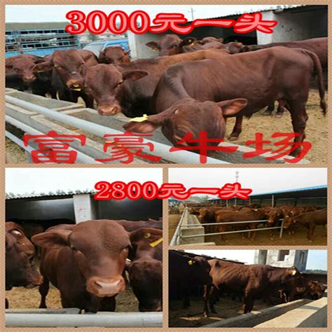 肉牛养殖成本山东肉牛养殖利润