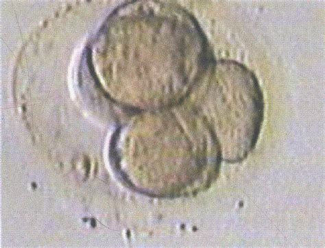 图2-36 6细胞期胚胎-基础医学-医学