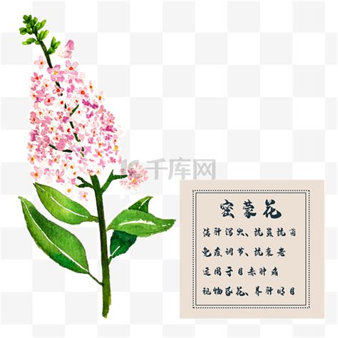 艾蒙墙贴情花BCE102428粉红色图片
