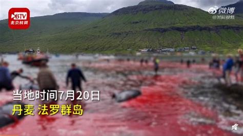 丹麦法罗群岛数百鲸鱼和海豚被捕杀 鲜血染红海水触目惊心_中国网