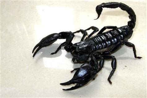 世界上最大的蝎子 帝王蝎子（个头是普通蝎子两倍）_探秘志