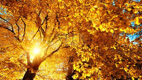 秋日的阳光明媚地照在山毛榉树上照片摄影图片_ID:129263019-Veer图库