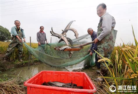 江西德兴鱼塘遭投毒致近4万斤鱼死亡(组图)|江西|鱼塘|德兴_新浪新闻