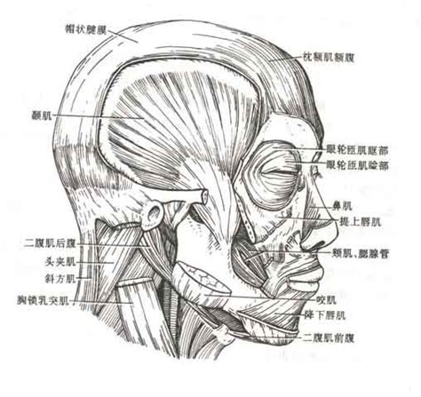 人体头肌解剖示意图-人体解剖图,_医学图库