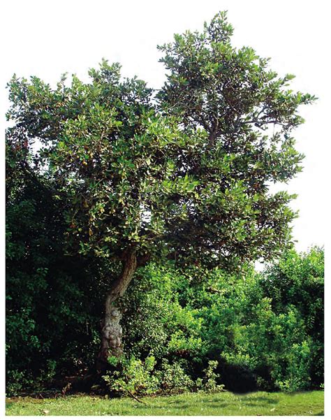 银叶树Heritiera littoralis-花卉图片网