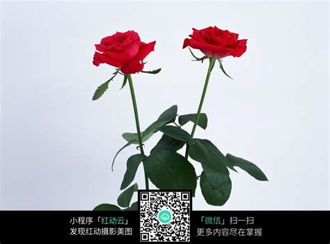 两枝红玫瑰摄影图片JPG图片免费下载_红动中国
