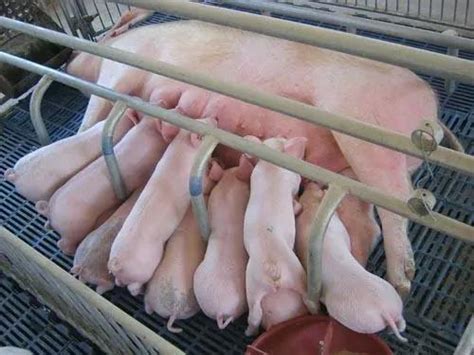 猪场妊娠母猪难产时，经常用到哪些助产方式？_仔猪_宫素_产道