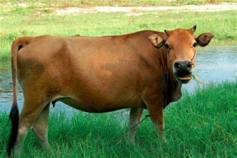 世界十大重型牛品种 契安尼娜牛体型最大，中国延边牛上榜_动物之最_361生活网