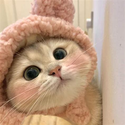 猫咪头像伤感非主流