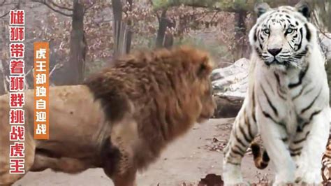 纪录片：雄狮带狮群挑战白虎王，虎王却独自迎战，太震撼了！_腾讯视频