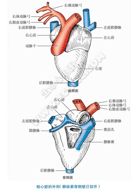 青蛙的资料大全_360问答