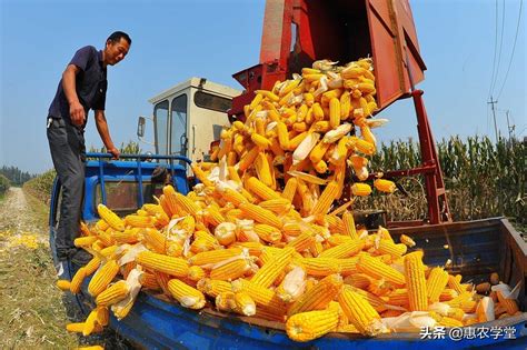 2021年四月份玉米价格行情分析 - 惠农网