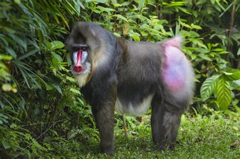 世界上最聪明的10种猴子 哪种猴子智商最高 最聪明的猴类盘点→MAIGOO生活榜