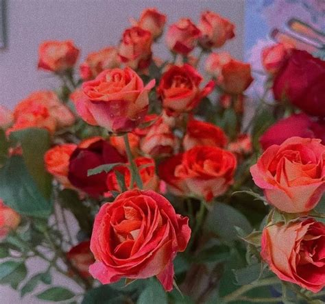 各种颜色的玫瑰花图片大全唯美浪漫_配图网