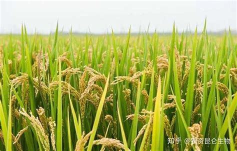 水稻每亩施肥量是多少？ - 知乎