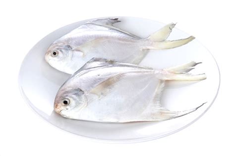 白鲳鱼的做法简单家常（东盛澜丨白鲳鱼怎么做好吃 白鲳鱼的家常做法） | 说明书网