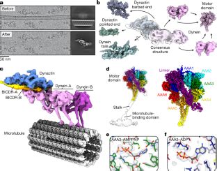 Science子刊：理解蛋白质动力学和细胞过程调控的新方法 - 生物通