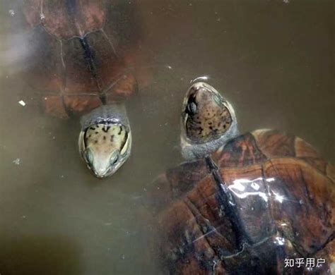 水龟动物高清图片下载-正版图片303368017-摄图网