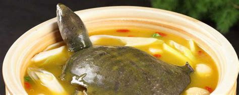 甲鱼怎么做好吃用它来烧汤，做法简单营养也不流失|甲鱼|功效|滋补_新浪新闻