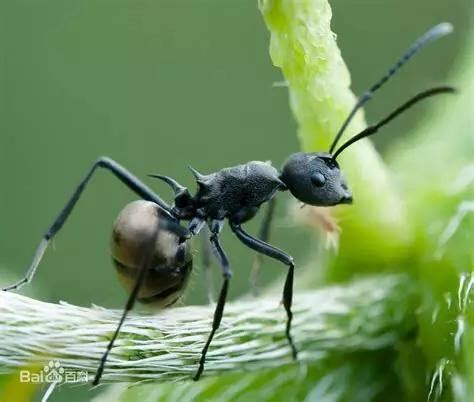 养蚂蚁之拟黑多刺蚁的养殖方法-聚焦三农