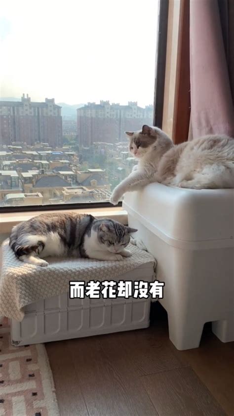 猫咪的搞笑日常~_腾讯视频