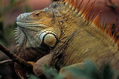 Grüner Leguan Foto & Bild | tiere, zoo, wildpark & falknerei, amphibien ...