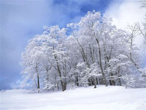 冬天，山区被厚厚的白雪覆盖，西岭雪山变成了一个银装素裹的世界-搜狐大视野-搜狐新闻