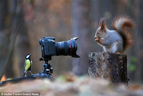 俄罗斯摄影师在树林间架设相机拍到小动物的有趣场景 - 神秘的地球 科学|自然|地理|探索