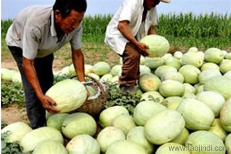 三白瓜图片