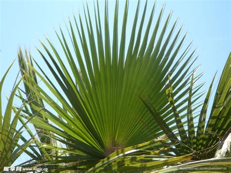 29片棕榈叶影评