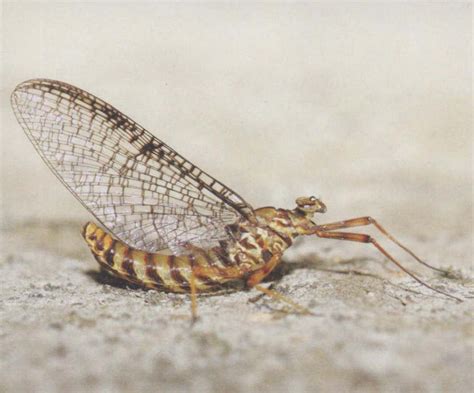 中国假蜉-中国昆虫生态-图片