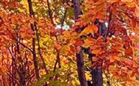 秋天的景色1920x1200分辨率下载,秋天的景色,高清图片,壁纸,自然风景-桌面城市