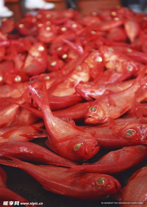 【科普】掌握关键方法，防范海产品引起的食源性疾病