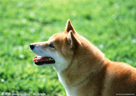 日本的柴犬明星Ryuji 靠着搞笑而可爱的表情成为网红 - 第3页