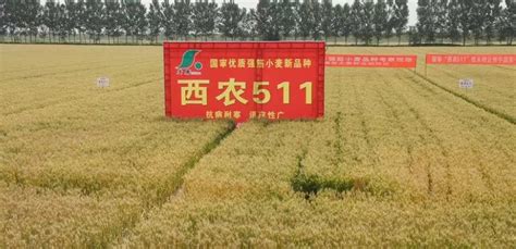 入列国家方阵！“西农511”小麦品种推广面积全国第五_中国农科新闻网