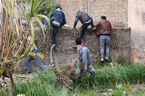 猎豹闯入印度村庄图片曝光 发狂袭击6名村民_国际新闻_海峡网